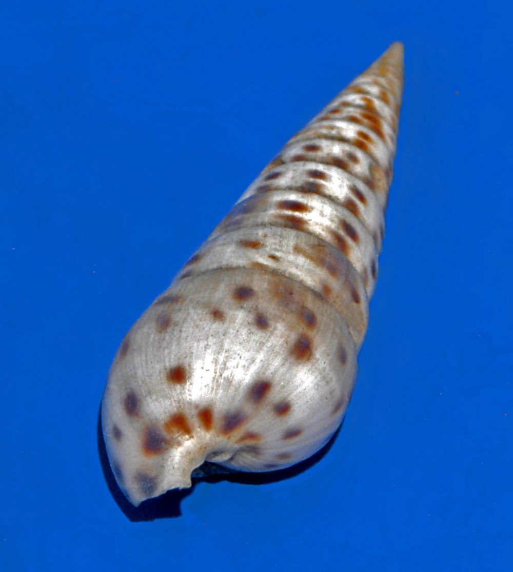 Longchaeus suturalis