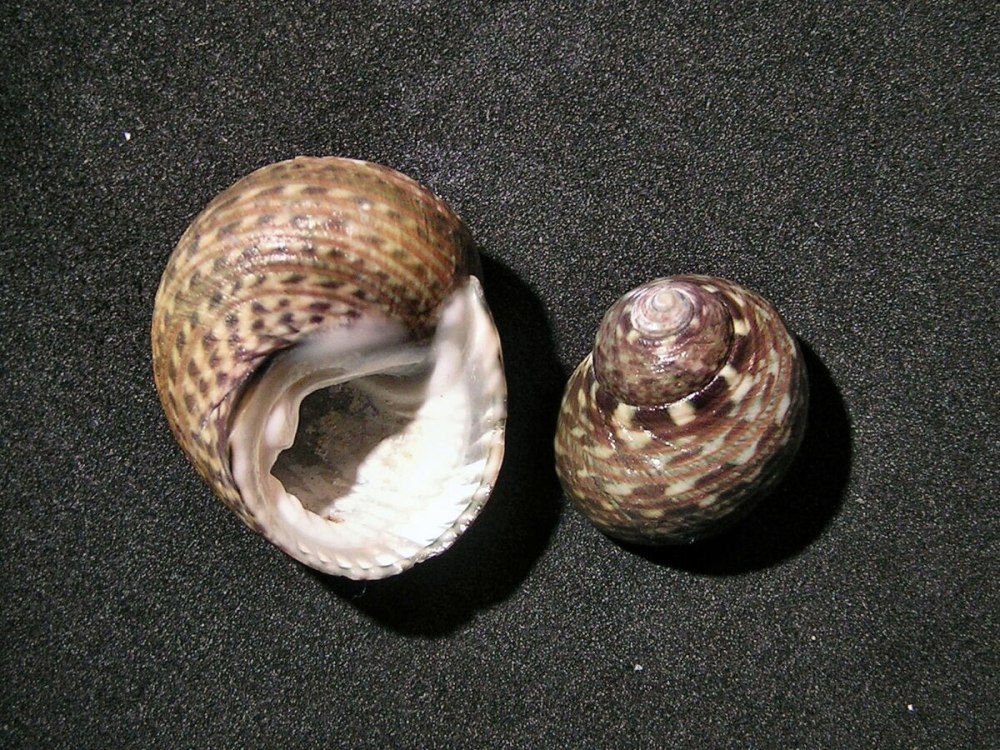 Monodonta turbinata