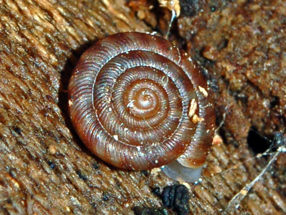 Cochlicopa Nitens