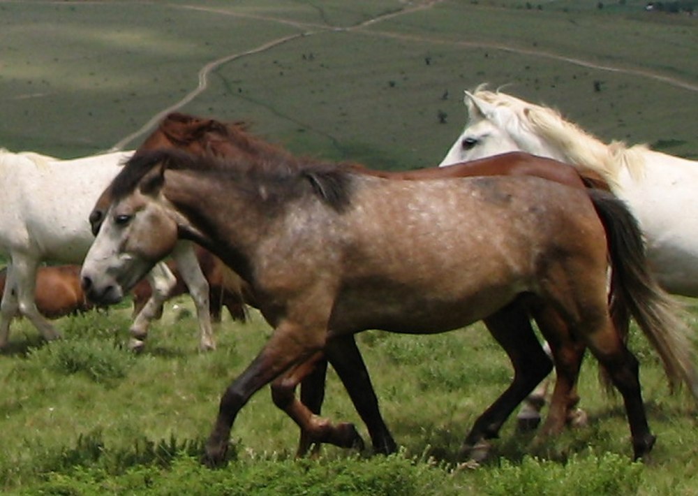 Албанская лошадь