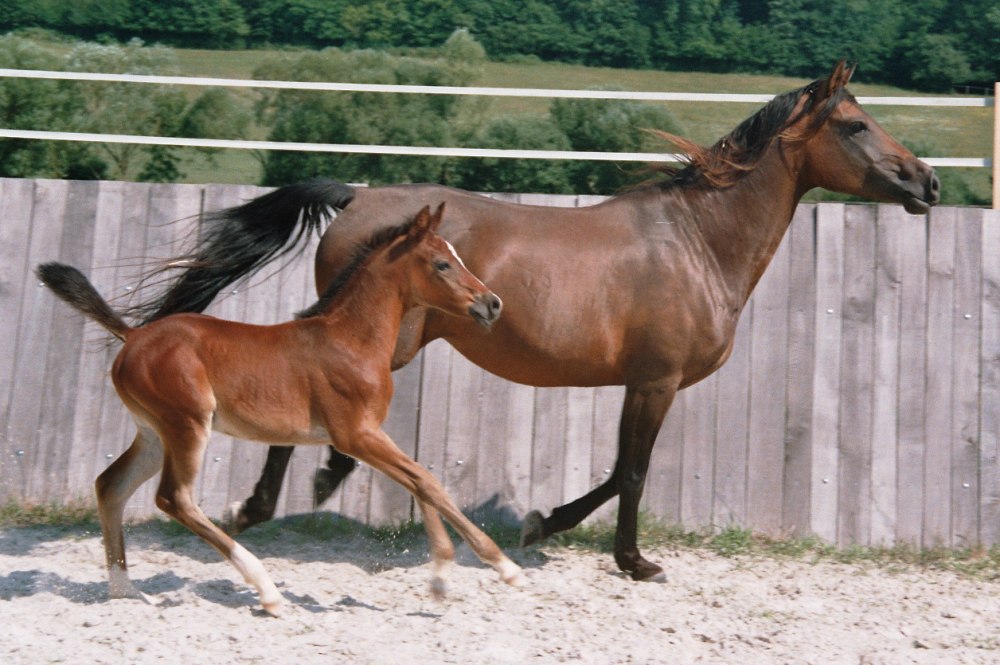 Shagya Arabian Horse