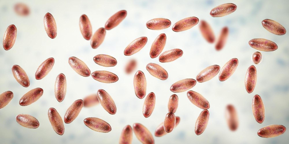 Yersinia pestis биполярное окрашивание