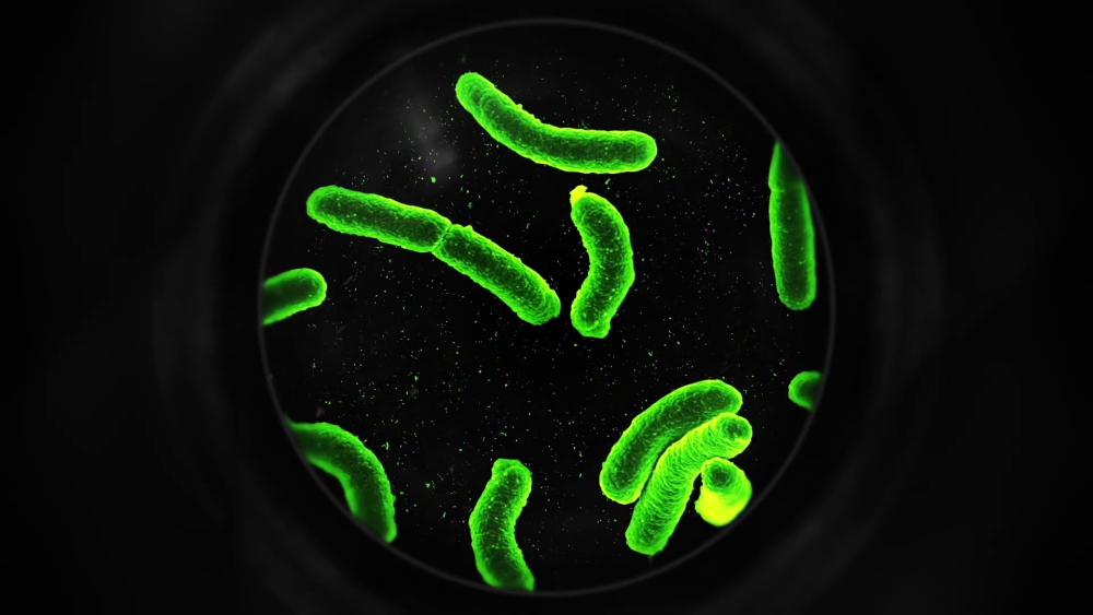 Yersinia pestis чумная палочка под микроскопом