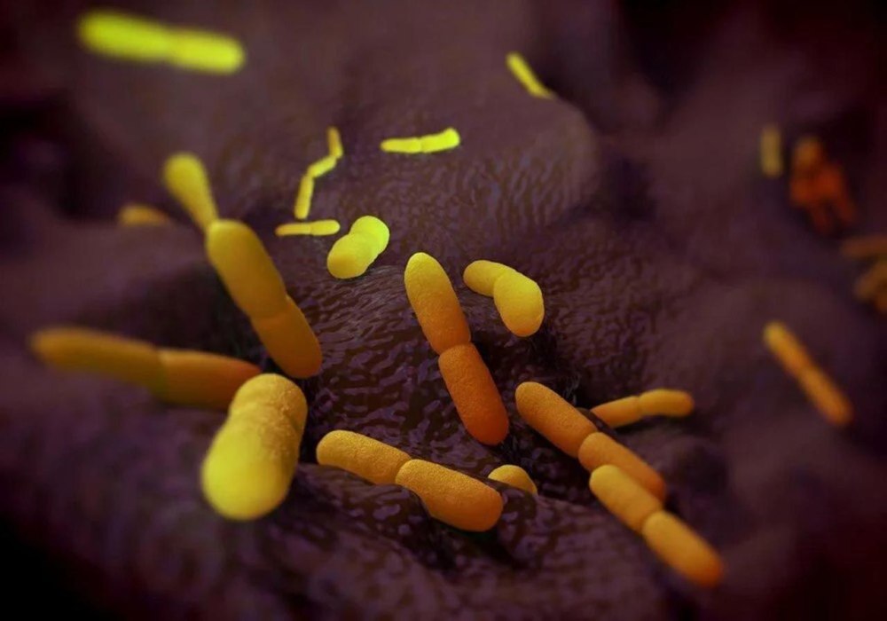 Yersinia pestis чумная палочка