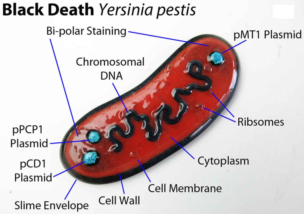 Yersinia pestis чумная палочка