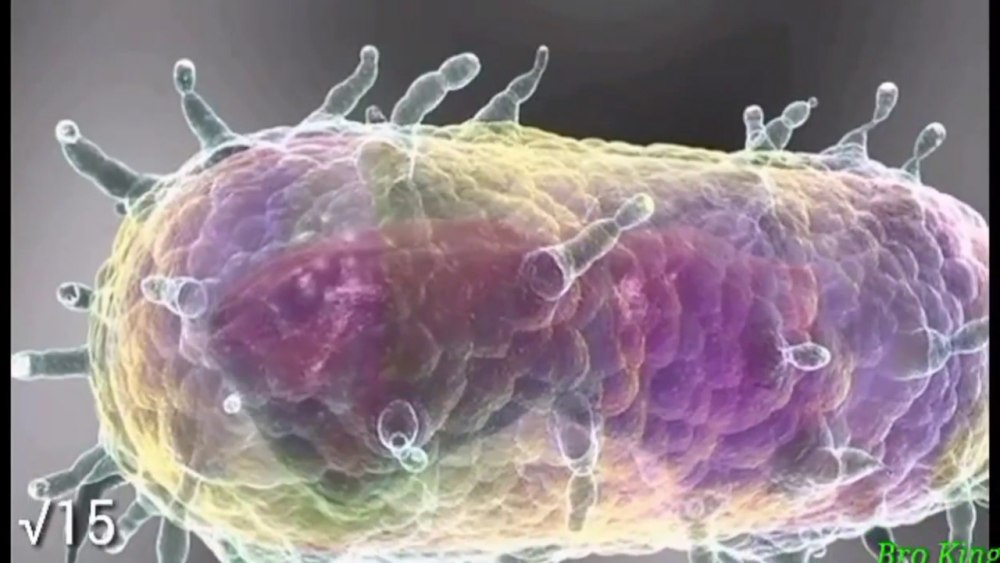 Чума возбудитель (Yersinia pestis)