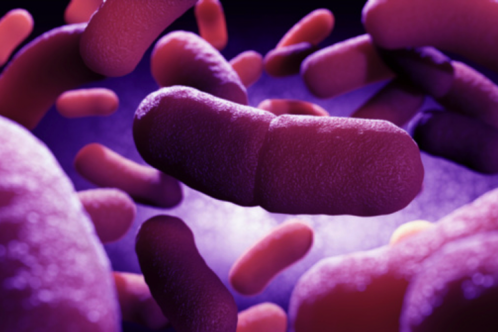 Yersinia pestis чумная палочка