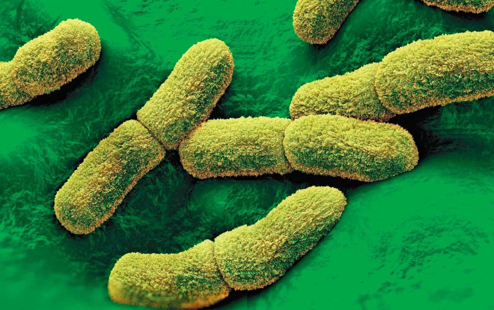Бактерия Yersinia pestis строение