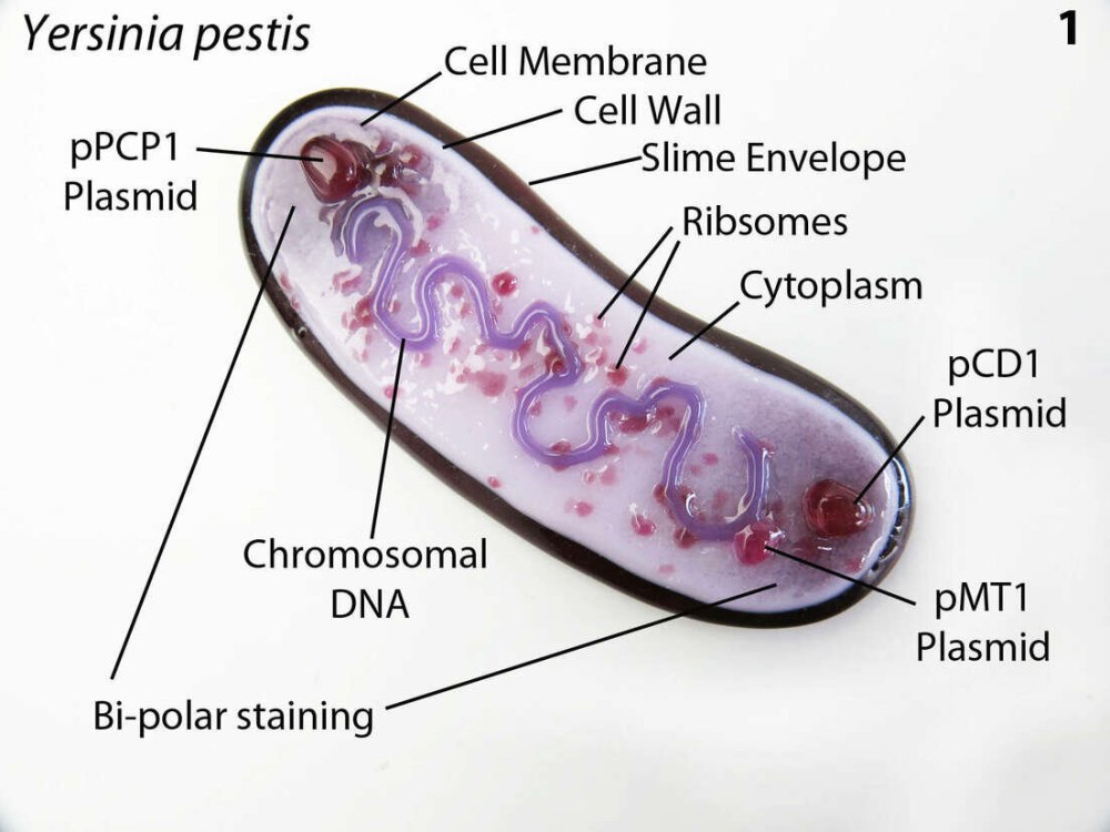 Бактерия Yersinia pestis возбудитель