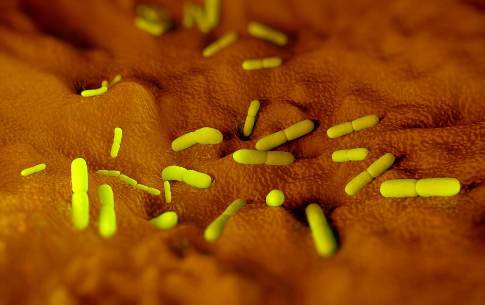 The Discovery of cholera bacterium