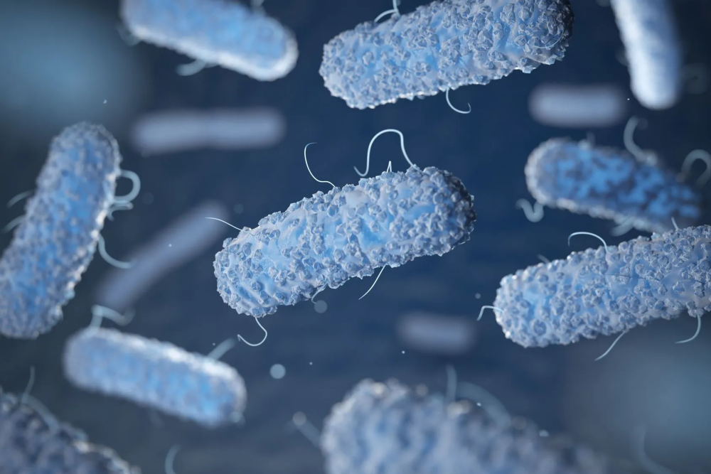 Listeria monocytogenes