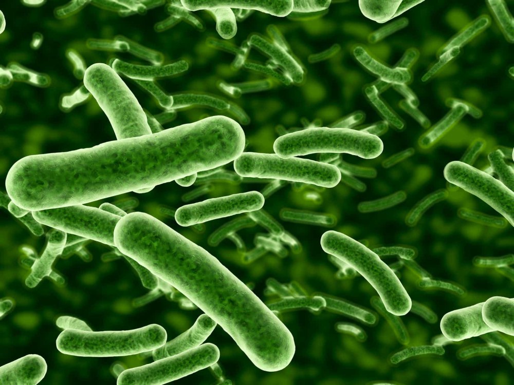Lactobacillus rhamnosus