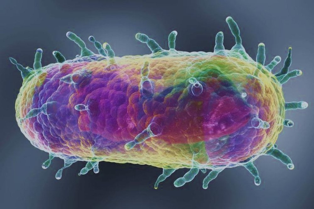 Бактерия Yersinia pestis возбудитель
