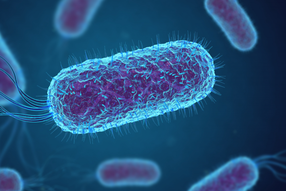 Coli