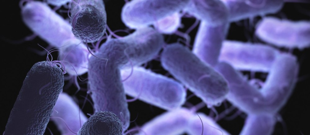Bacillus subtilis