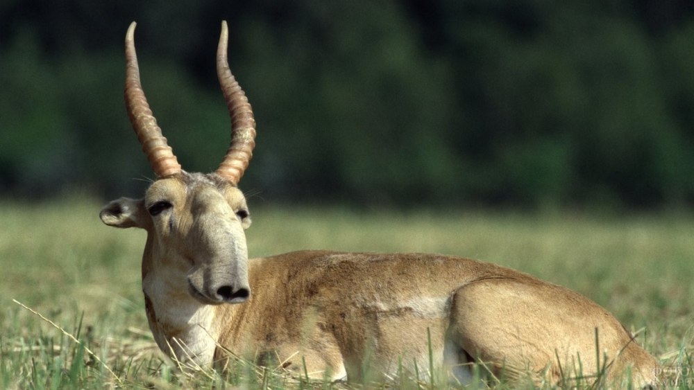 Сайгак Saiga tatarica