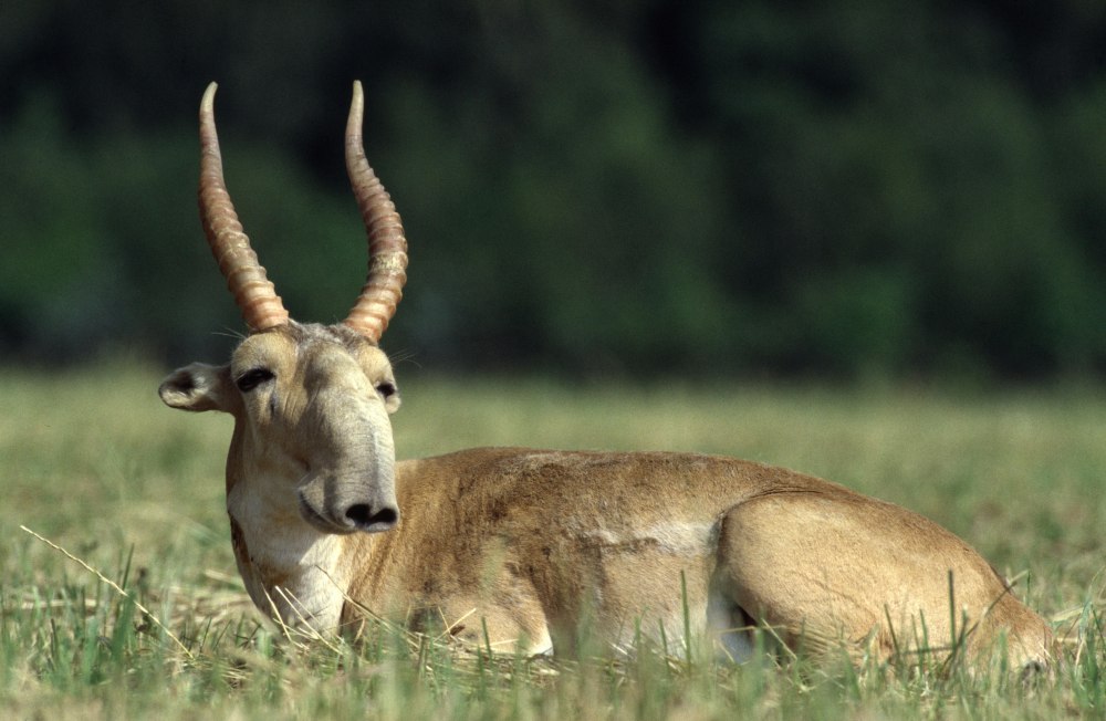 Сайгак Saiga tatarica