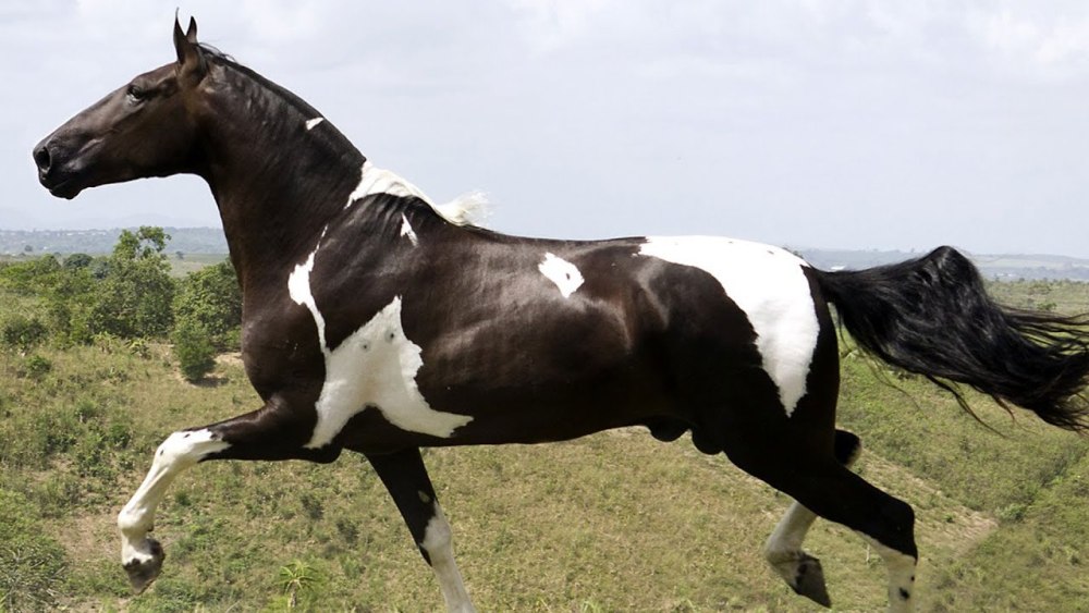 Порода лошадей бразильская спортивная