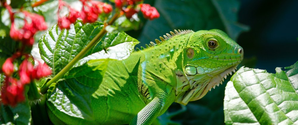 Lizard 2560-1080