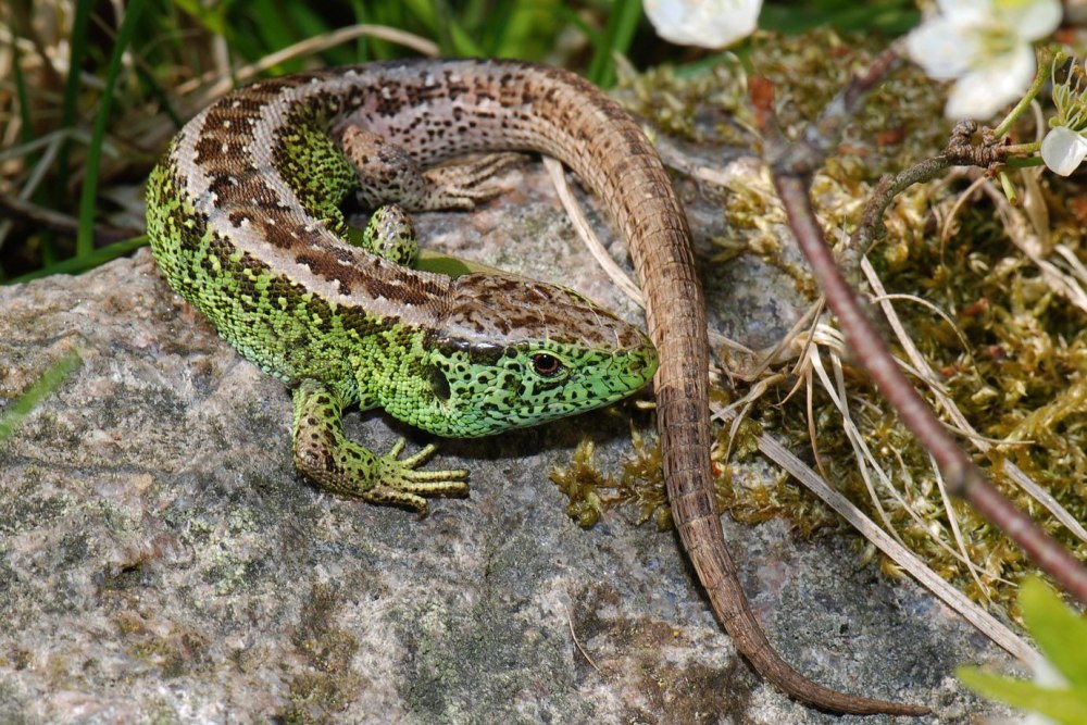 Прыткая ящерица Lacerta Agilis