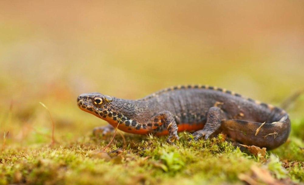 Альпийский Тритон - Triturus alpestris