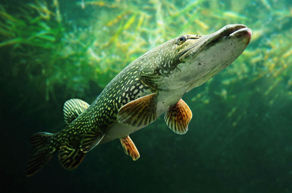 Обыкновенная щука (Esox Lucius)