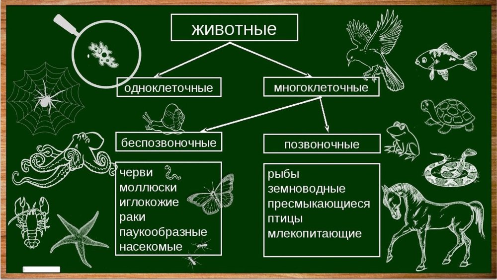 Царство животных. Одноклеточные и многоклеточные животные