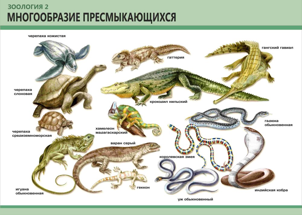 Позвоночные животные земноводные