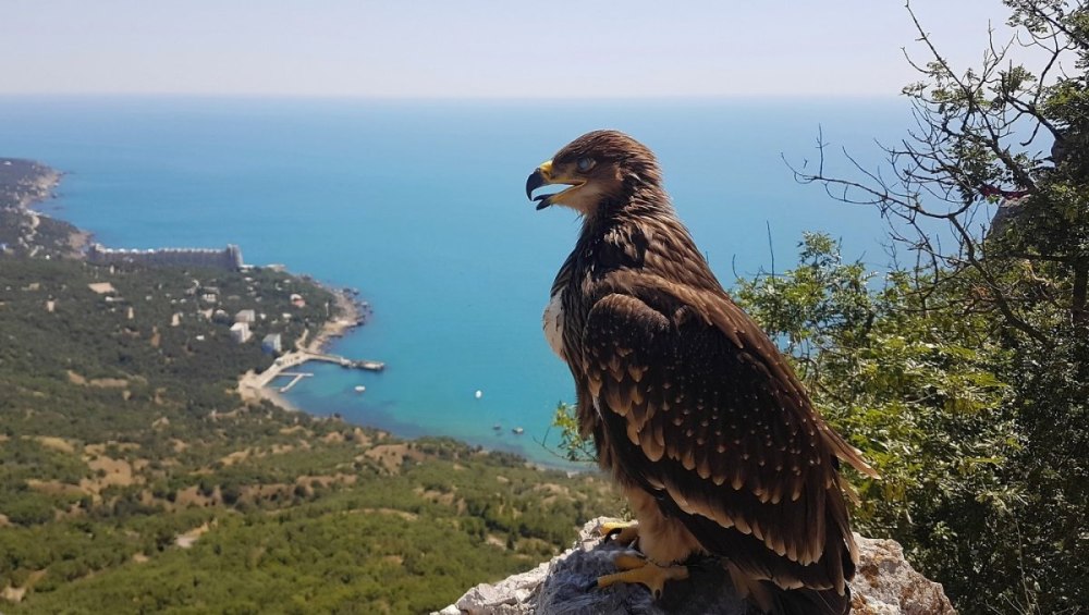 Крымский природный заповедник Алушта