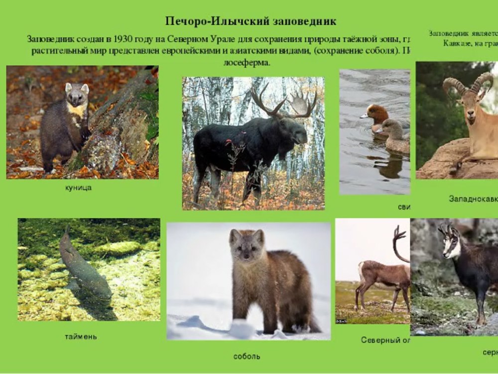 Печоро Илычский заповедник Коми