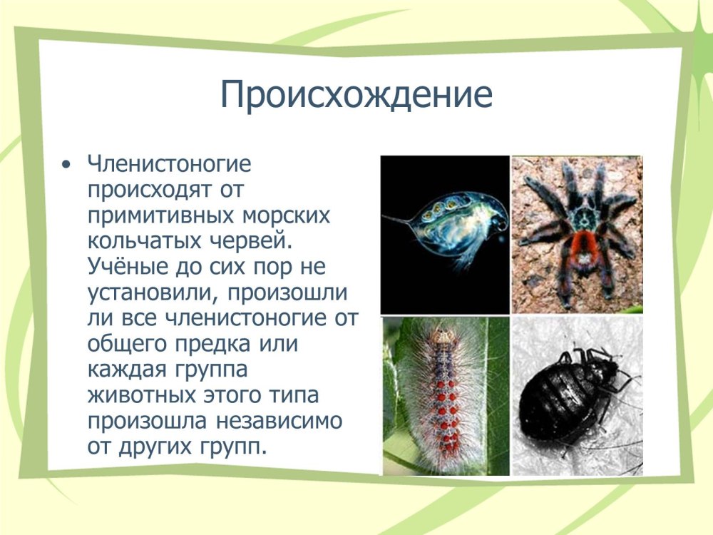 Членистоногие произошли от кольчатых червей