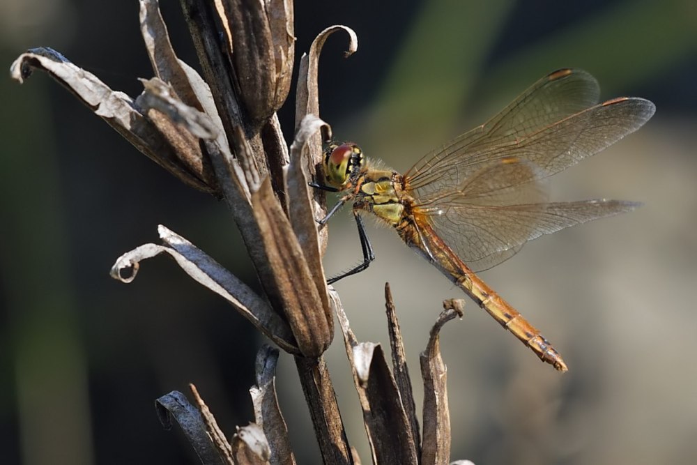 Sympetrum depressiusculum