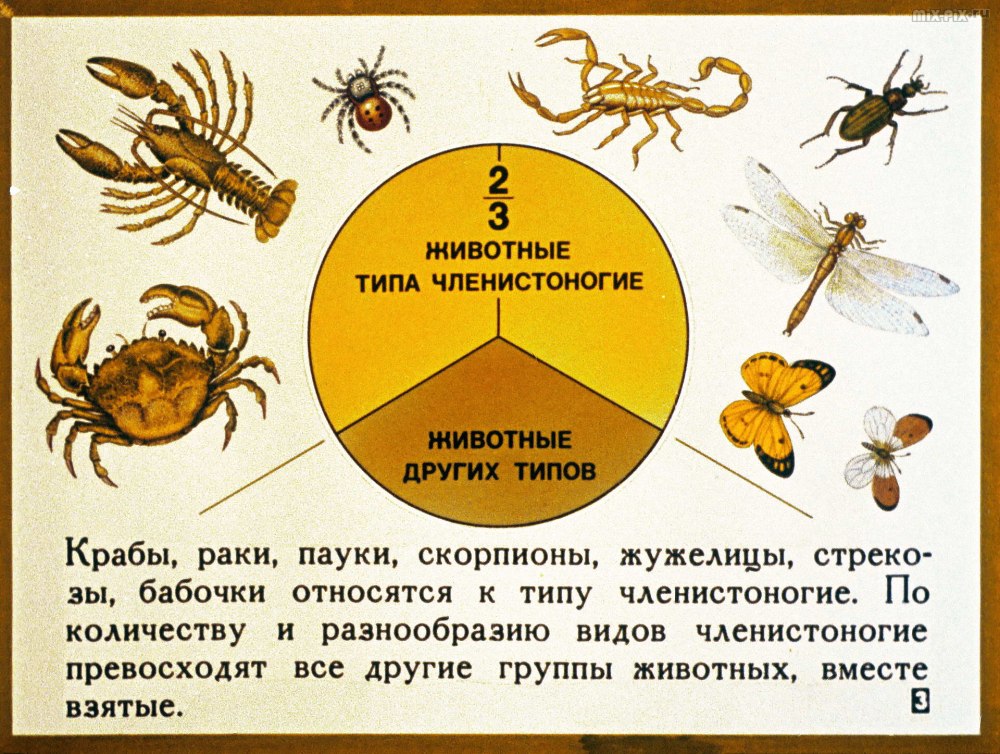Членистоногие численность