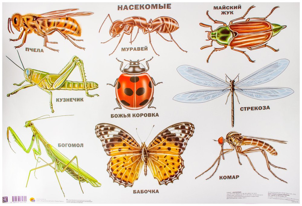 Три вида насекомых