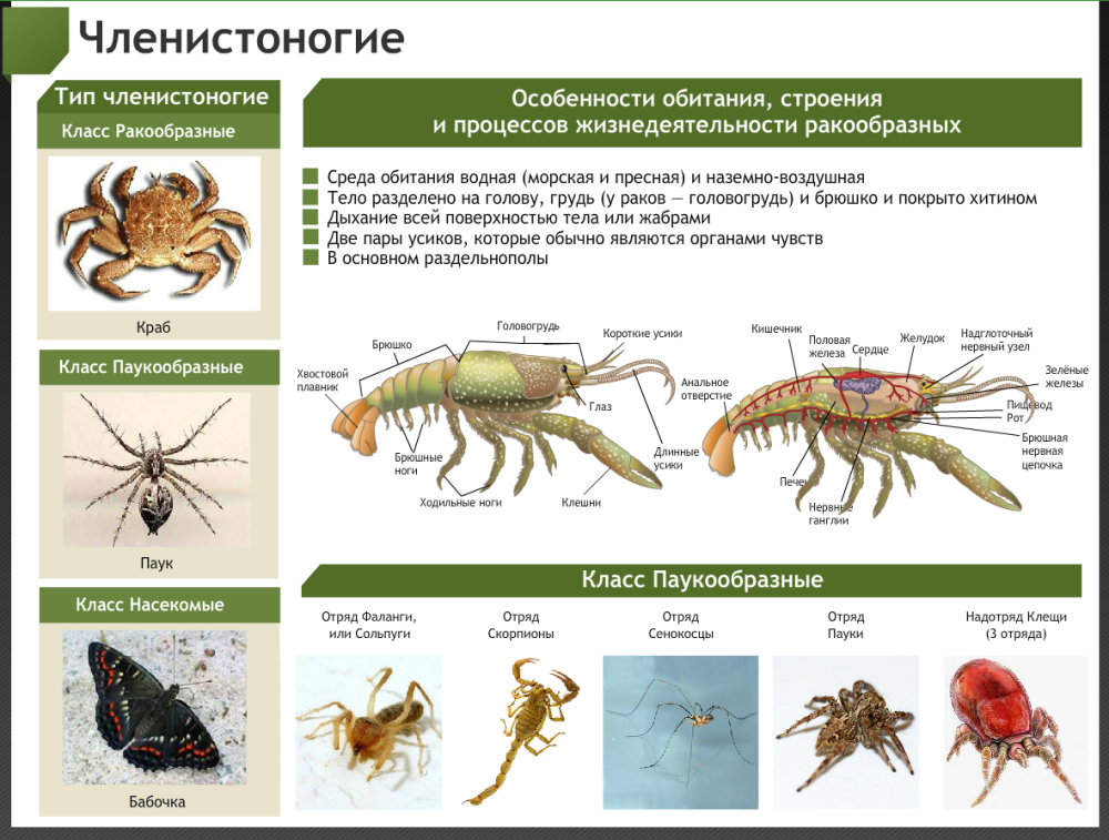 Внешнее строение членистоногих 7 класс биология