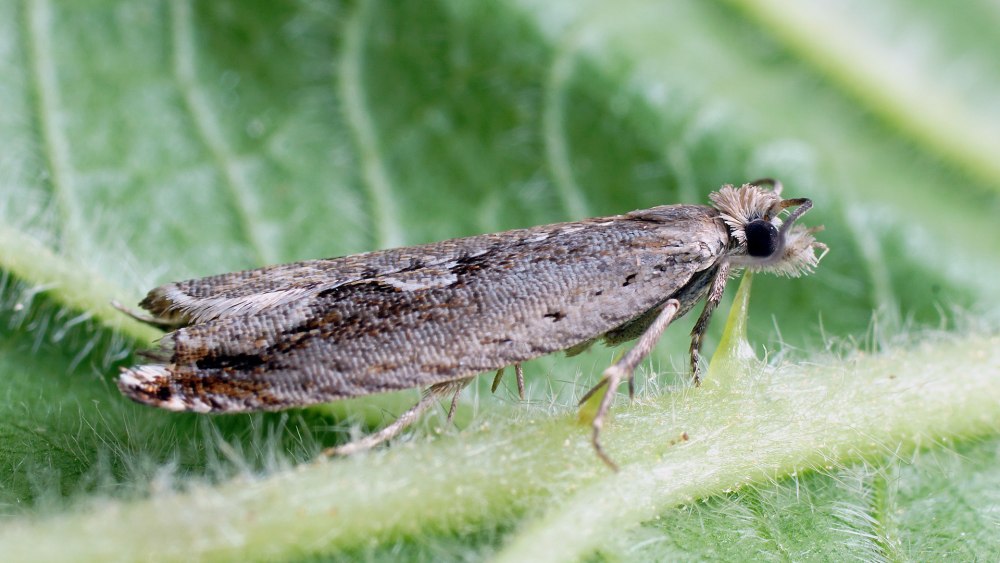 Ancylis comptana