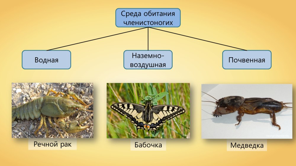 Членистоногие среда обитания