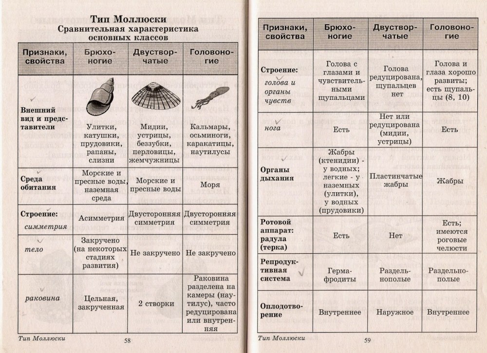 Сравнительная характеристика моллюсков таблица 7 класс биология
