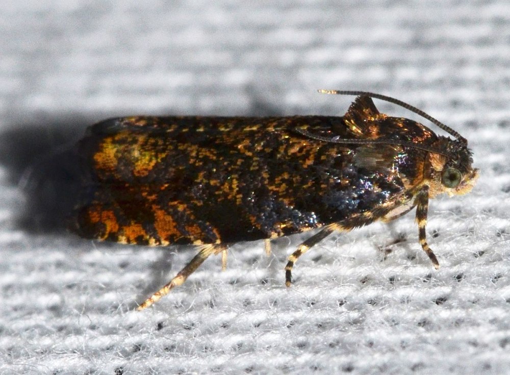 Pristerognatha fuligana
