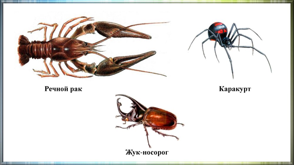 Беспозвоночные Членистоногие