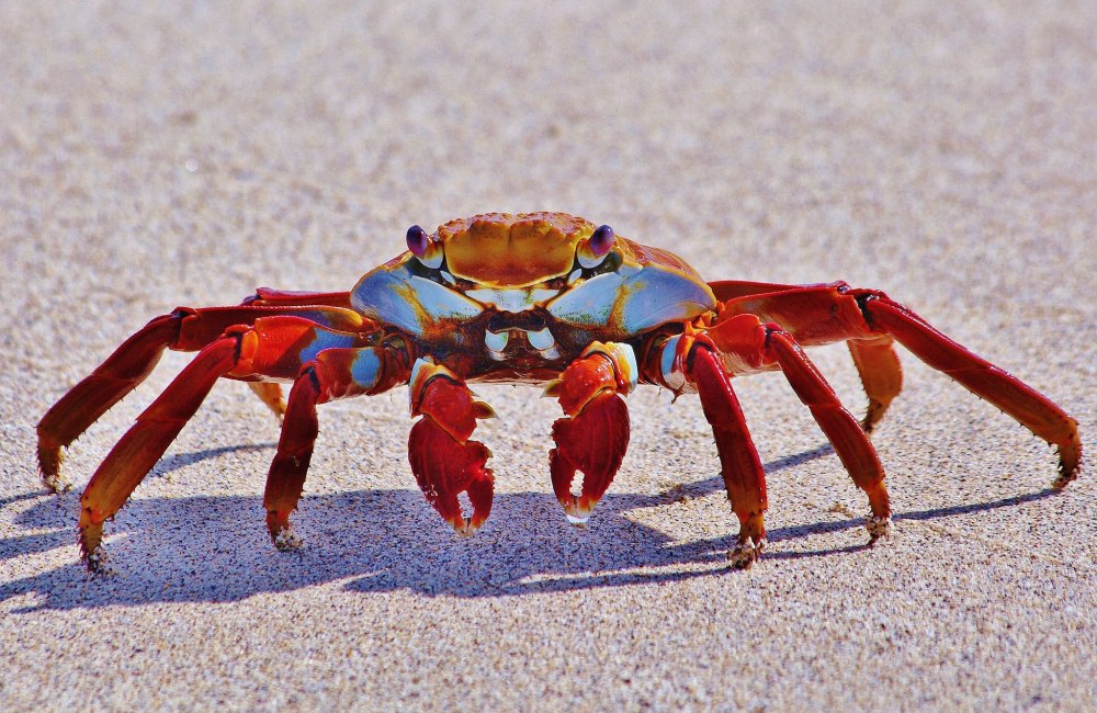 Grapsus Grapsus краб