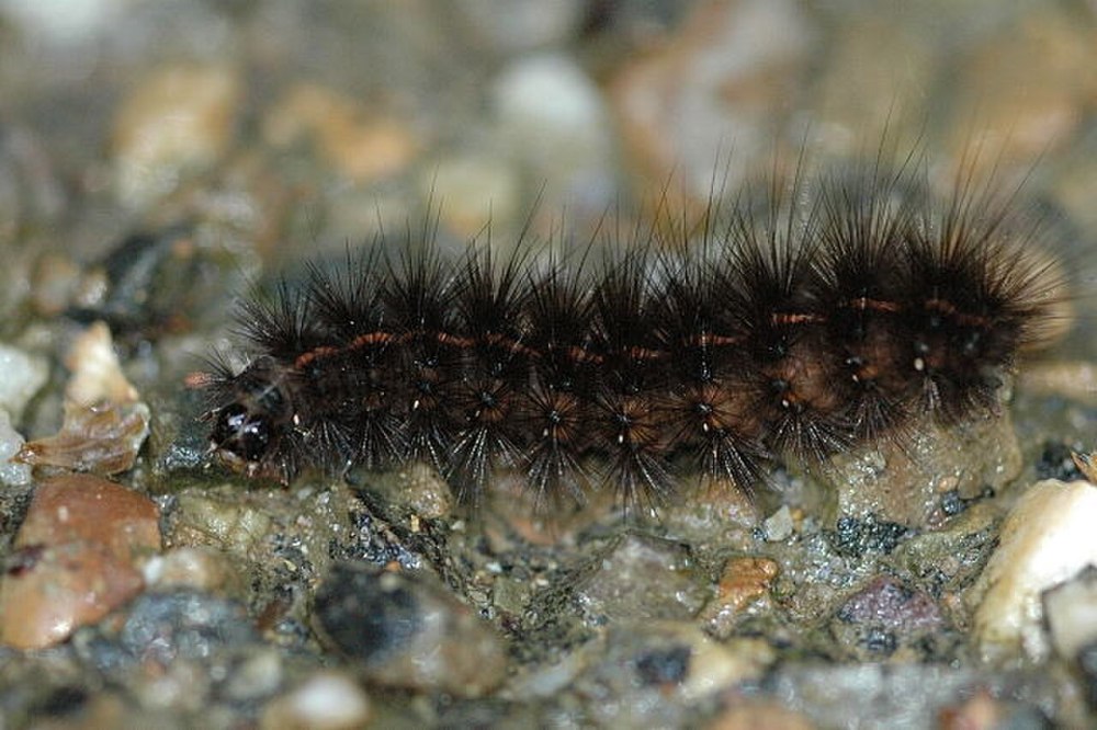 Spilosoma lubricipeda гусеница