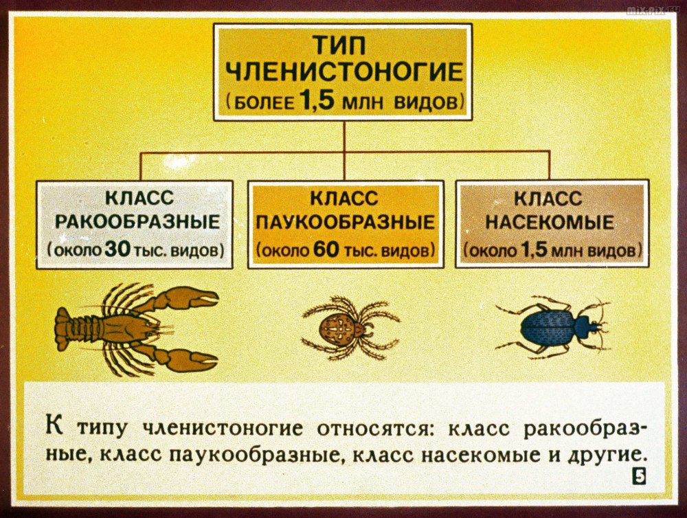 Тип Членистоногие