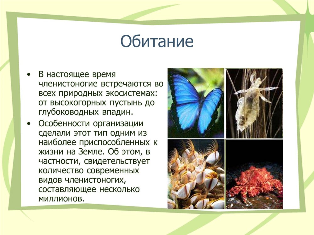 Членистоногие обитание