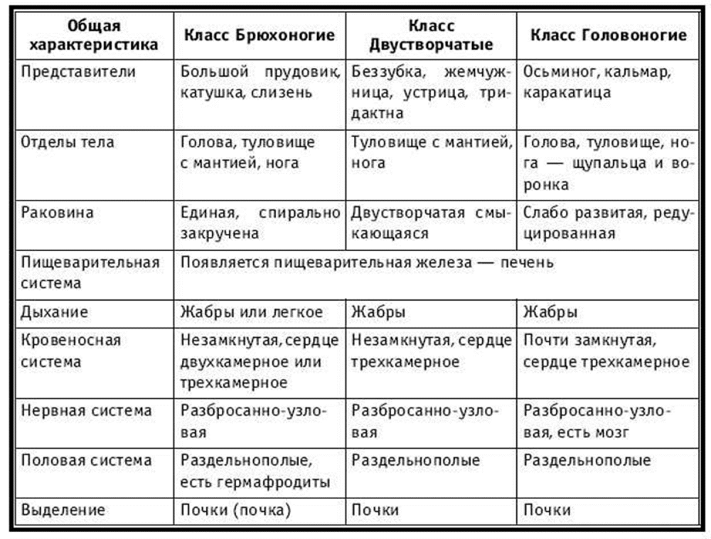 Общая характеристика моллюсков 7 класс биология таблица