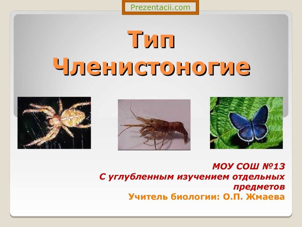 Тип Членистоногие Arthropoda