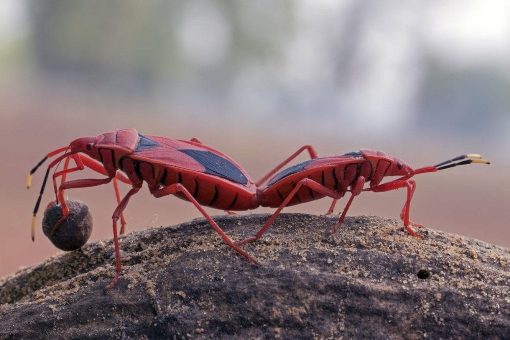 Членистоногие (Arthropoda)