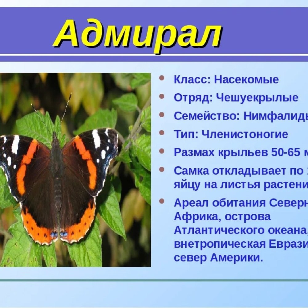 Бабочки Адмирал лимонница траурница