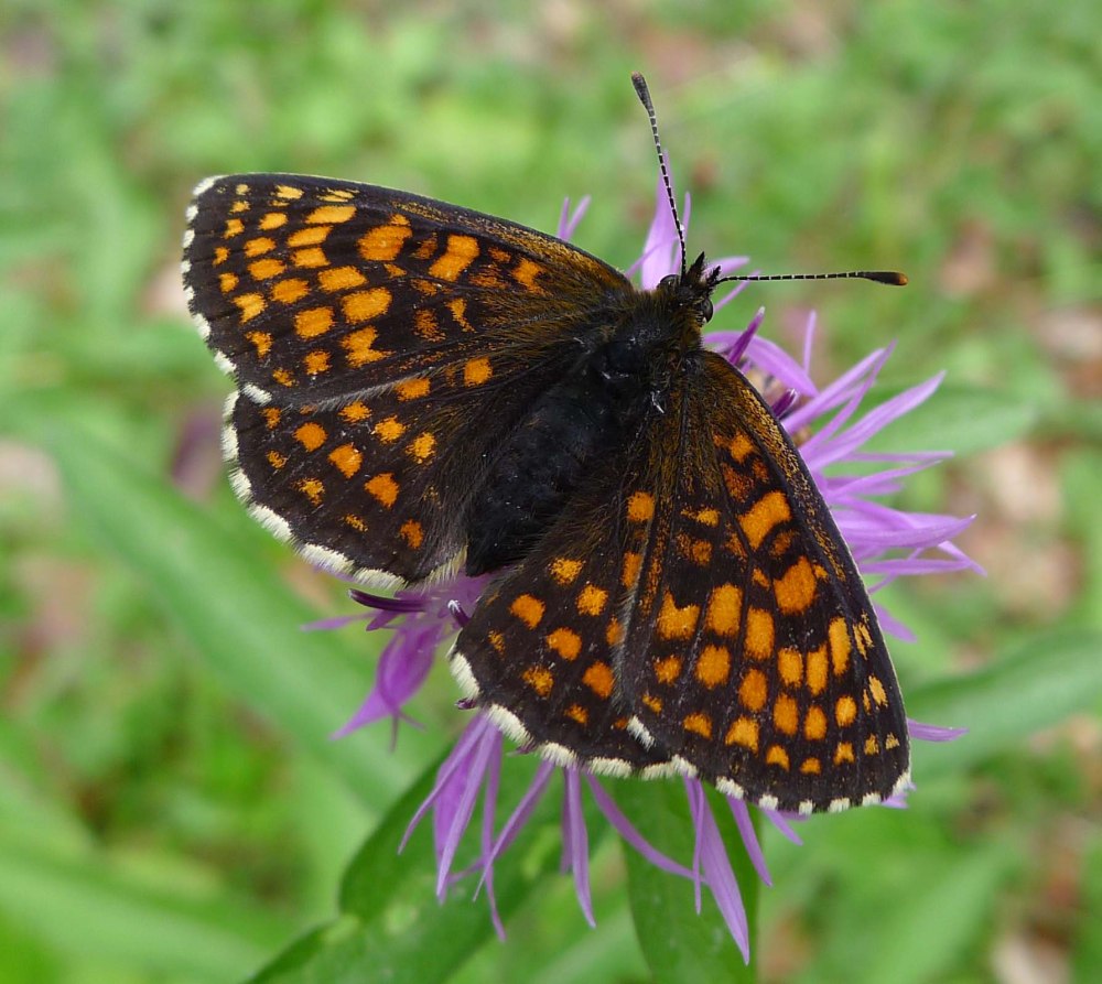 Ceylon Rose Butterfly