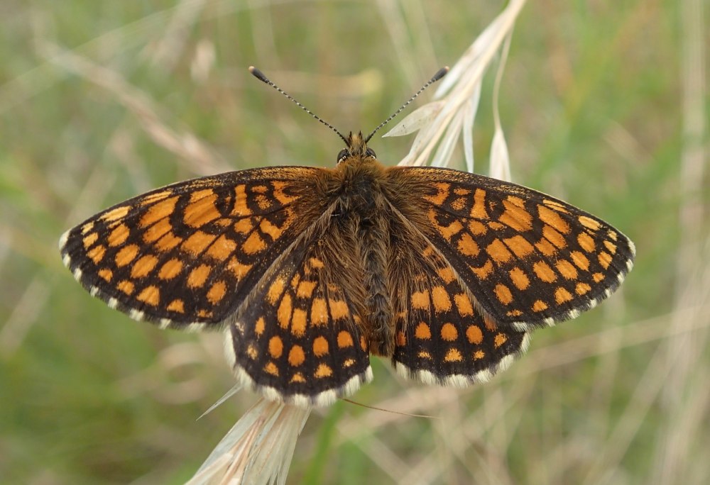 Melitaea britomartis